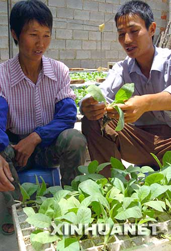 2005年5月20日，云南峨山彝族自治县小街镇兴旺村的彝族党员、农业技术员普孝富（右）在给村里的彝族妇女普梅琴讲授烤烟病虫害的防治技术。地处云南省中部的峨山彝族自治县成立于1951年5月，是我国第一个彝族自治县。近年来，当地政府引导群众按照市场需求搞起了良种畜牧养殖和茶叶、水果种植，经济不断发展。全县基本实现了家家通电、通自来水，适龄儿童入学率已达100%。 新华社发 