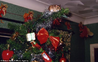 圣诞树奇闻两则：电鳗点亮彩灯 猫捉老鼠被卡