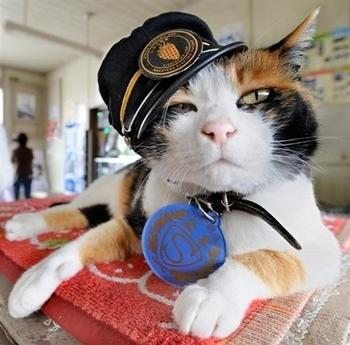 日本花猫站长“阿玉”就任6周年升迁“代理社长”