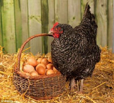 先有鸡后有蛋！英科学家通过蛋白研究破解经典谜题