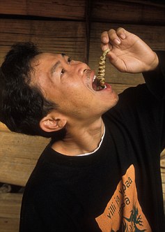 食物短缺欧盟盯上昆虫 10年内或广泛养殖和食用