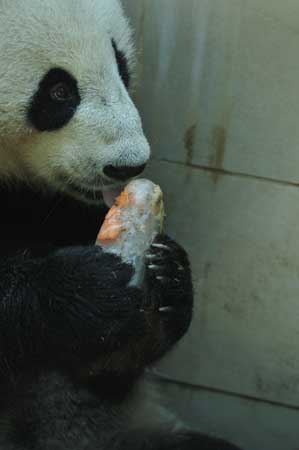 福州高温 熊猫消暑不忘卖萌