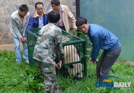 汶川地震寄养云南大熊猫返乡