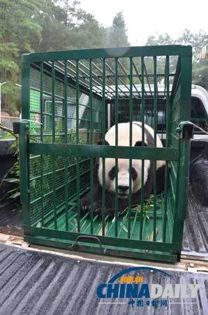 汶川地震寄养云南大熊猫返乡