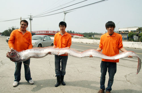 花莲11人捕获4米长地震鱼 重59千克