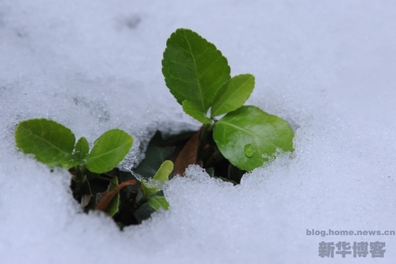 北京初雪 秋风染黄银杏