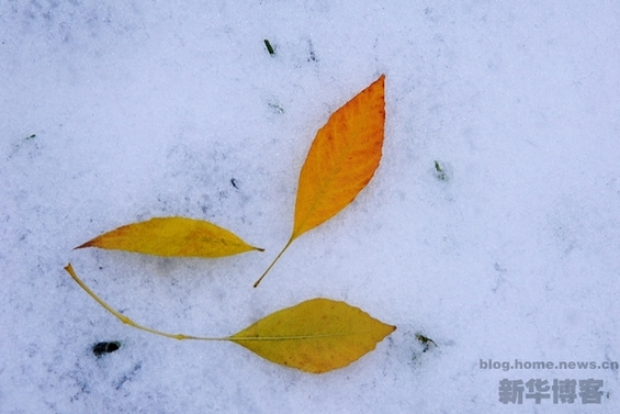 北京初雪 秋风染黄银杏