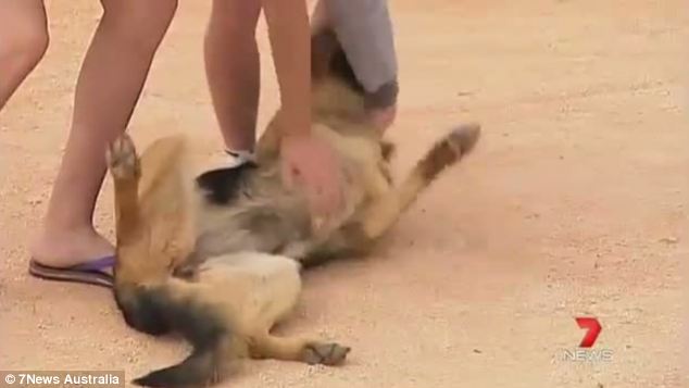 澳幼童雷雨天迷失丛林 忠犬守护14小时终得救