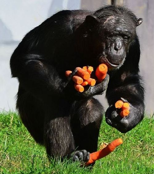 组图：摄影师抓拍德国动物园黑猩猩偷食胡萝卜