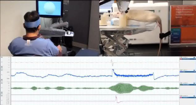 脑控研究再现突破 人类可用意念操控实验鼠摆尾
