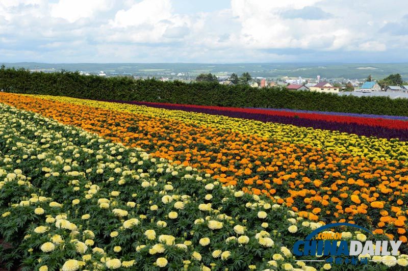 组图：日本北海道花海似彩虹 游人徜徉流连忘返