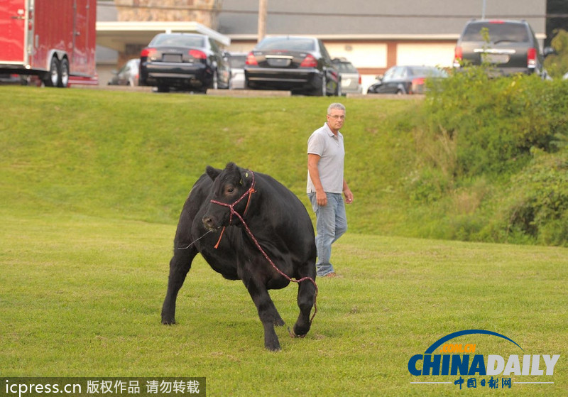 美国农场秀公牛脱缰逃跑撞倒一名男子