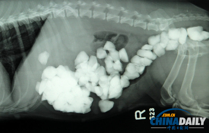 英国贪吃狗狗吞下80块石子险丧命（组图）