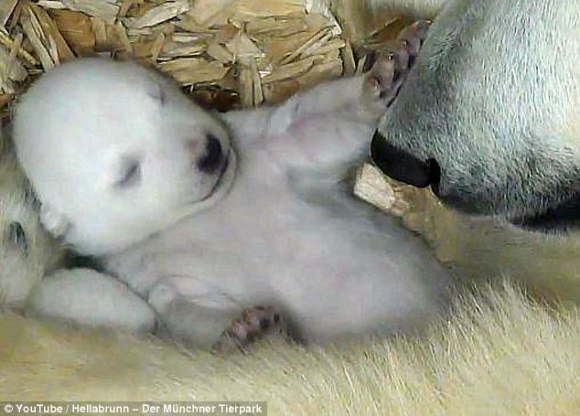 北极熊宝宝睁眼看世界萌态首曝光 用爪子摸妈妈鼻子