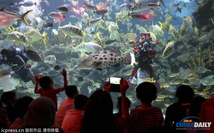 水下舞狮财神拜年 马来西亚一水族馆喜迎中国年