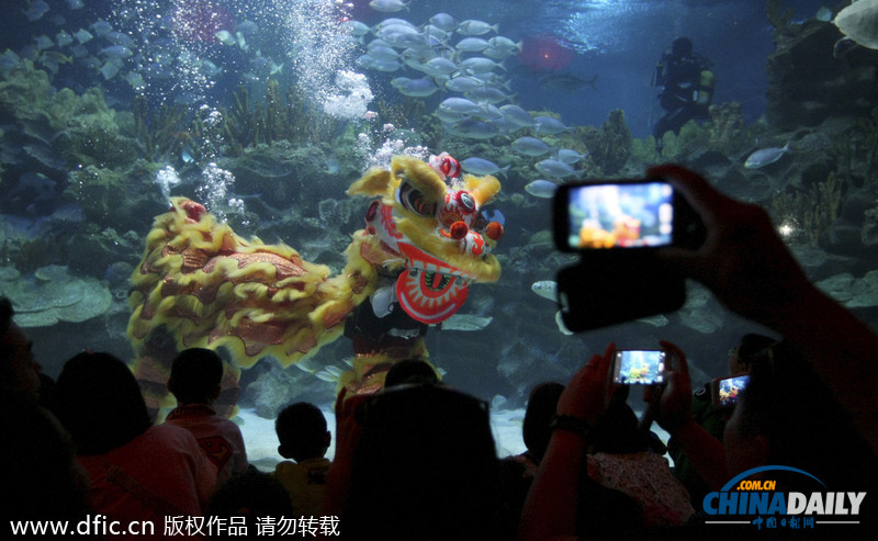 水下舞狮财神拜年 马来西亚一水族馆喜迎中国年