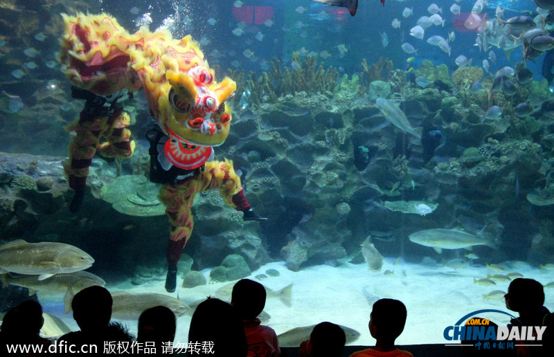 水下舞狮财神拜年 马来西亚一水族馆喜迎中国年