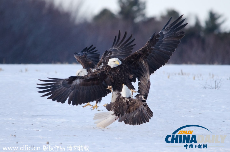 加拿大雪原上演华丽空战：鹰击长空护“主权”