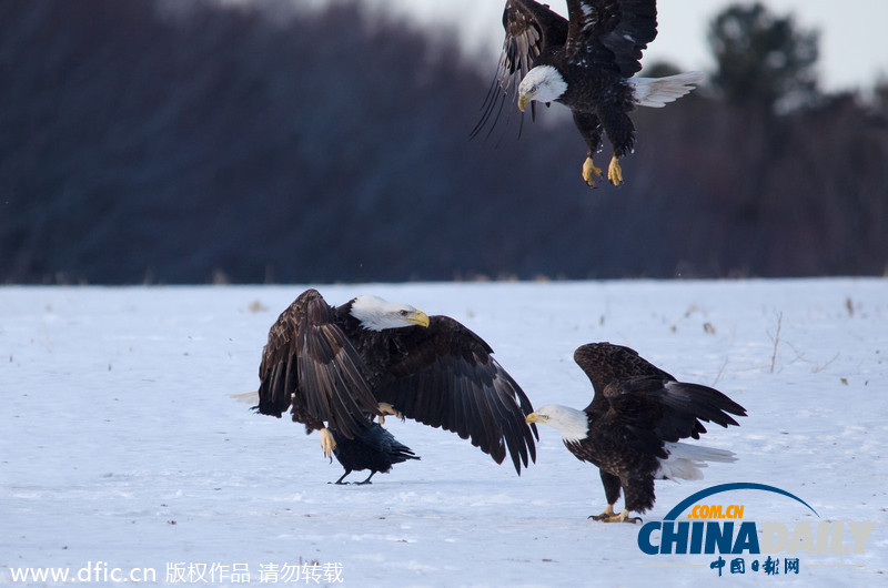 加拿大雪原上演华丽空战：鹰击长空护“主权”