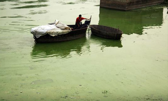 Blue-green algae emerges in Chaohu Lake