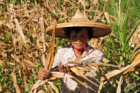 Expert predicts slight drop in grain output