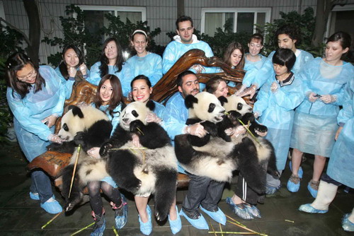 Chengdu panda research base picks six 'pambassadors'