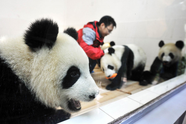Six pandas arrive in Guangzhou for Asian Games