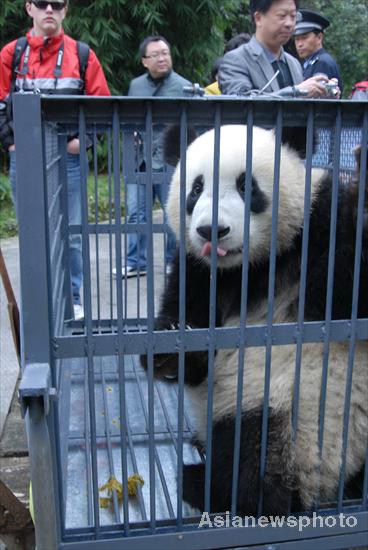 Six pandas arrive in Guangzhou for Asian Games
