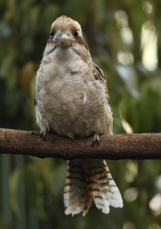 Obese Sydney bird sent to birdy bootcamp