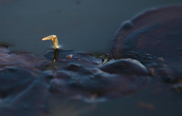 Latest photos of BP oil spill in Bay Jimmy