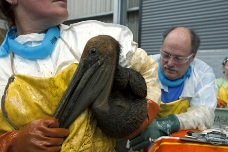 Oil-covered pelicans cleaned