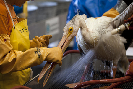 Oil-covered pelicans cleaned