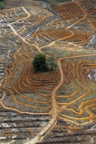 Cleared forested areas for palm oil plantations in Indonesia