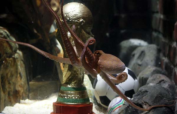 Oracle Paul gets own World Cup for winning streak