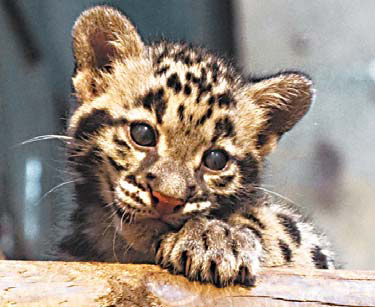 Leopards born in Paris zoo are thriving