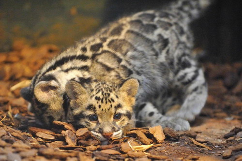 Leopards born in Paris zoo are thriving