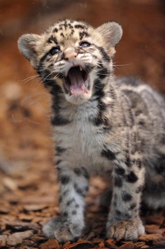 Leopards born in Paris zoo are thriving