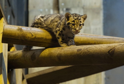 Leopards born in Paris zoo are thriving