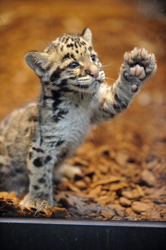 Leopards born in Paris zoo are thriving