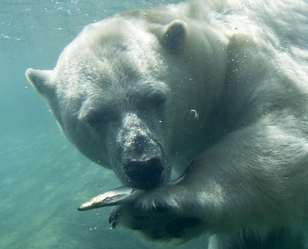 Polar bear avoids heat in water