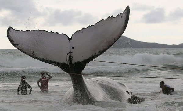 Humpback whale stranded on beach in Brazil