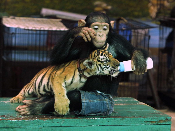 Tiger cub and chimp unlikely nursery playmates