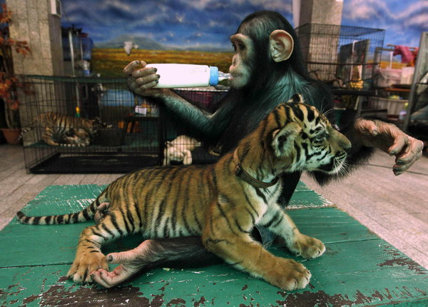 Tiger cub and chimp unlikely nursery playmates