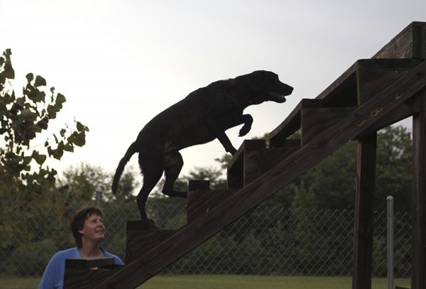 Retired dog of 9/11 keen on search cause