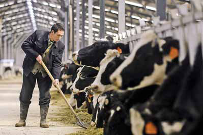 Country to wean itself off dairy cattle imports