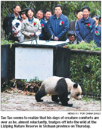 Young panda gets a taste of the wild life