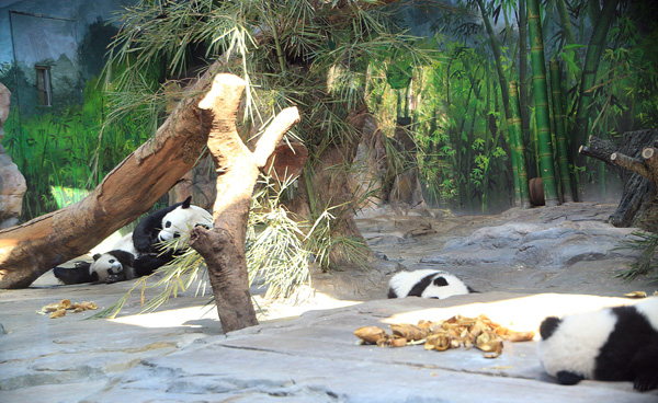 Third panda triplet joins siblings and mother