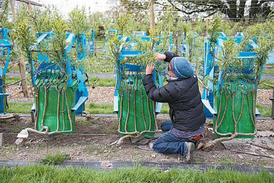 Designer grows trees into furniture