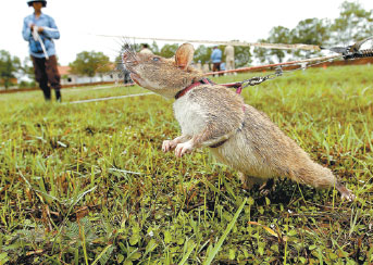 Handlers train rats to sniff out land mines