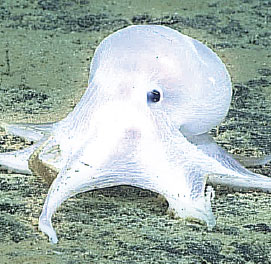 Octopus with 'ghostlike' looks found in Pacific